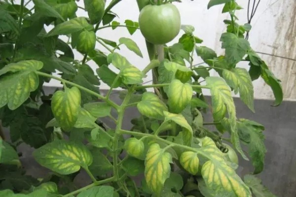 番茄缺镁症状及防治方法