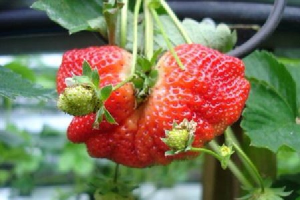 大棚草莓畸形果的防治